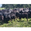 Image 10 : Wunder Farms - 550# October Delivery Steer Calves - 50 Head (Foam Lake, SK)