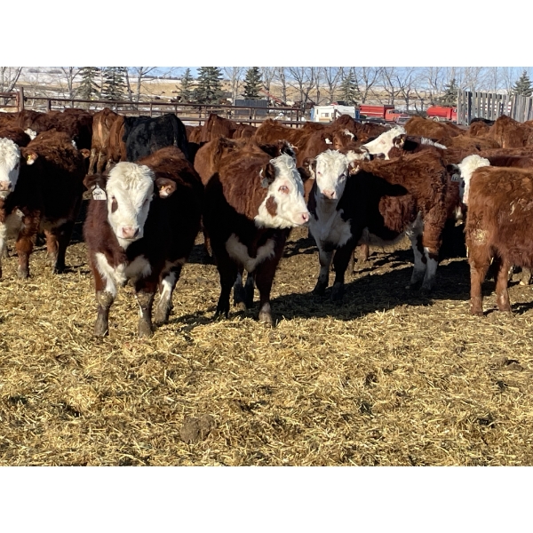 Stankievech Ranches - 680# January Delivery Steers - 90 Head (Trochu, AB)