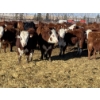 Image 1 : Stankievech Ranches - 680# January Delivery Steers - 90 Head (Trochu, AB)