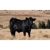 Image 3 : Schweb Family Cattle - 650# October Delivery Steer Calves - 90 Head (Logan Lake, BC)