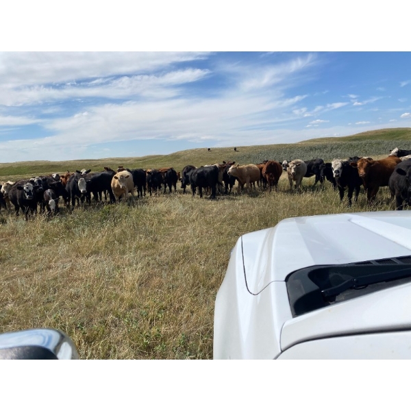 Lazy T Ranch - 975# September Grass Heifers - 210 Head (Fish Lake, AB)