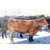 Image 5 : Right Cross Ranch - 1400# Open Cows - 42 Head (Kisbey, SK)