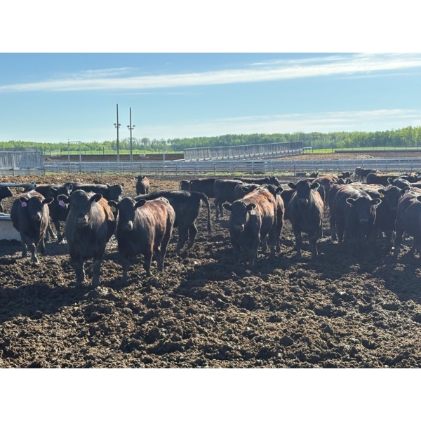 6U Cattle Company - 880# June Delivery Heifers - 71 Head (Manning, AB)