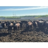 Image 1 : 6U Cattle Company - 880# June Delivery Heifers - 71 Head (Manning, AB)