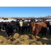 Image 2 : Tee Two Land & Cattle Co. - 720# March Delivery Steers - 148 Head (Kelliher, SK) VBP+