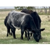 Image 5 : Kings Corner Farms - 840# October Delivery Grass Heifers - 75 Head (Corning, SK)