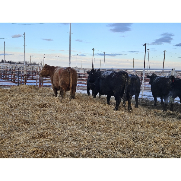 Stryker Cattle Co (Chad Stryker) - 2 Black Young Cows (Pen 440)