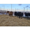 Image 1 : Stryker Cattle Co (Chad Stryker) - 2 Black Young Cows (Pen 440)