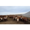 Image 10 : Cattlewood Farms Ltd. - 800# March Delivery Heifers - 215 Head (Stirling, AB)