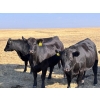 Image 3 : Boggy Springs Ranch - 1050# September Delivery Grass Heifers - 85 Head (Maple Creek, SK)