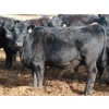 Image 2 : Ryan Chipman  - 35 Black Replacement Heifers (Raymond, AB)