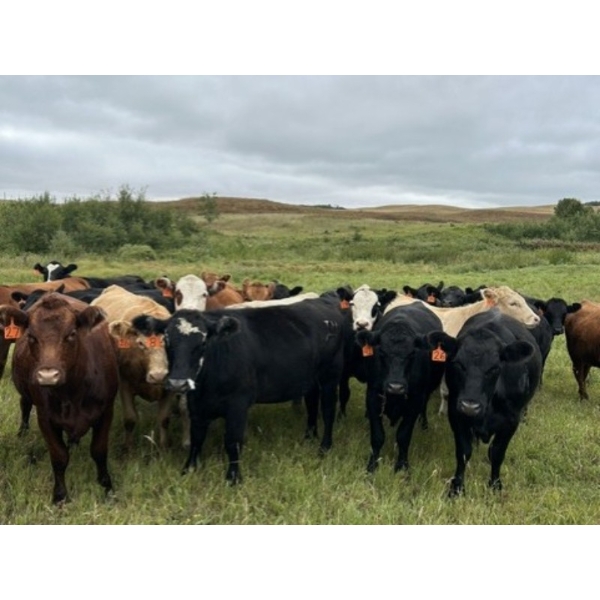 Gerald Ewanchuk - 965# October Delivery Grass Heifers - 50 Head (Whitkow, SK)