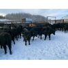 Image 4 : WA Ranches (University of Calgary) - 500# December Weaned Heifers - 70 Head (Cochrane, AB)