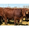 Image 7 : Van Hall Cattle Company Ltd. - 990# April Delivery Steers - 114 Head (Scandia, AB)