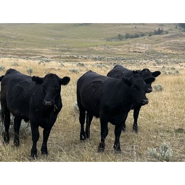 Frolek Cattle Co. - 950# August Delivery Grass Steers - 120 Head (Knutsford, BC)