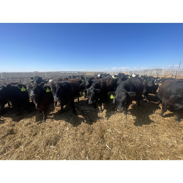 Westview Feeders - 1000# July Delivery Steers - 124 Head (Monarch, AB)