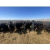 Image 1 : Westview Feeders - 1000# July Delivery Steers - 124 Head (Monarch, AB)