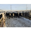 Image 8 : High Prairie Ltd. (Leonard Parke) - 11 Black Heifers (Pen 537 - 539)