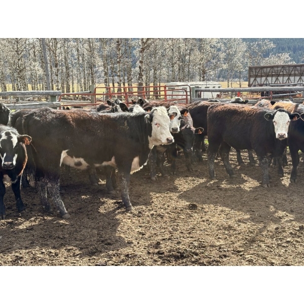 Nelson Creek Ranch - 741# May Delivery Heifers - 26 Head (Claresholm, AB)