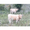 Image 5 : Percyview Farms - 620# November Delivery Steer Calves - 95 Head (Kisbey, SK)