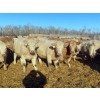 Image 2 : Owen Sellman - 800# February Delivery Heifers - 75 Head (McCreary, MB)