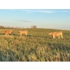 Image 9 : Ross L Seven Ranch Ltd. - 903# October Delivery Grass Heifers - 199 Head (Estevan, SK) VBP+