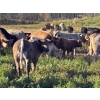 Image 3 : JOJ Cattle Co. - 740# November Delivery Steer Calves - 85 Head (Marwayne, AB)