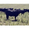 Image 5 : DK Livestock - 960# September Delivery Grass Heifers - 80 Head (Longview, AB)