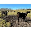 Image 6 : MG Cattle Co. Ltd. - 38 Black/BBF Simm/Angus X April/May Calving 2nd Calvers (Sangudo, AB)