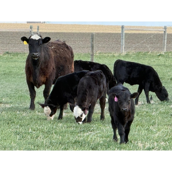 Copperfield Farming - 7 BBF 1st Calf Pairs (Vauxhall, AB)
