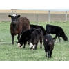 Image 1 : Copperfield Farming - 7 BBF 1st Calf Pairs (Vauxhall, AB)