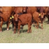 Image 2 : Hebert Livestock Ventures - 760# February Delivery Weaned Steers - 240 Head (Wawota, SK) VBP+