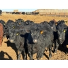 Image 4 : Habraken Farms Ltd. - 860# March Delivery Heifers - 72 Head (Scandia, AB)