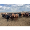 Image 2 : Babcock Livestock - 930# August Delivery Heifers - 212 Head (Czar, AB)