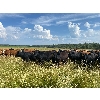 Image 3 : Pembina Ranching - 1060# August Grass Steers - 116 Head (Drayton Valley, AB)