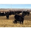 Image 5 : Babcock Livestock - 830# February Delivery Steers - 73 Head (Consort, AB)