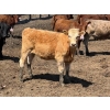Image 4 : JDC AG - 750# August Delivery Heifers - 80 Head (Yorkton, SK)