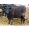 Image 11 : Martin DeVos - 860# March/April Delivery Heifers - 115 Head (Fork River, MB)