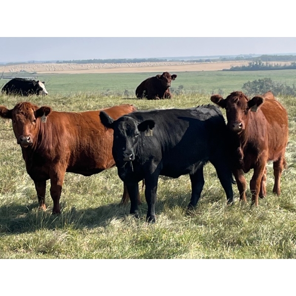 Bar 3 Ranches Ltd. - 930# September Delivery Grass Heifers - 66 Head (Erskine, AB)