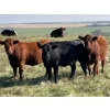 Image 1 : Bar 3 Ranches Ltd. - 930# September Delivery Grass Heifers - 66 Head (Erskine, AB)