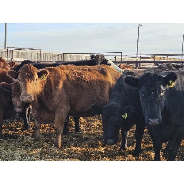 Culligan Ranches (Ryan Culligan) - 1 BWF Cow (Pen 534)