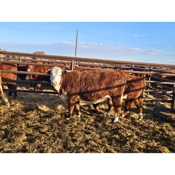 L-Craft Farms - 4 Hereford Heifers (Pen 427)