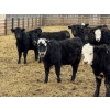 Image 8 : South Ridge Simmentals - 625# May Delivery Heifers - 95 Head (Monarch, AB)