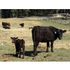 Image 3 : Kingsclere Ranch - 30 Black Angus X 1st Calf Pairs (Parson, BC)