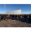 Image 8 : Poplarview Stock Farm - 1050# November Delivery Grass Steers - 116 Head (Pipestone, MB)