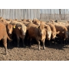 Image 1 : Williamson Farms - 1025# April Delivery Heifers - 291 Head (Bow City, AB)