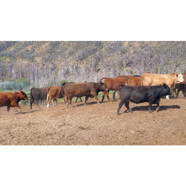 Ed Roberson - 970# July Delivery Heifers - 32 Head (Merritt, BC)