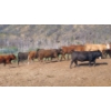 Image 1 : Ed Roberson - 970# July Delivery Heifers - 32 Head (Merritt, BC)