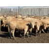 Image 5 : Williamson Farms - 922# April Delivery Heifers - 250 Head (Bow City, AB)