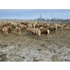 Image 8 : Bauer Ranching - 910# February Delivery Steers - 205 Head (Hilda, AB)